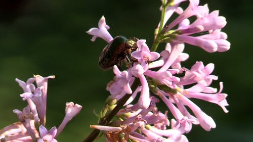 甲虫在一朵花 · 免费素材视频
