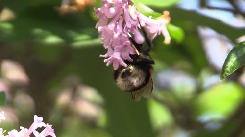 蜜蜂授粉的特写镜头 · 免费素材视频