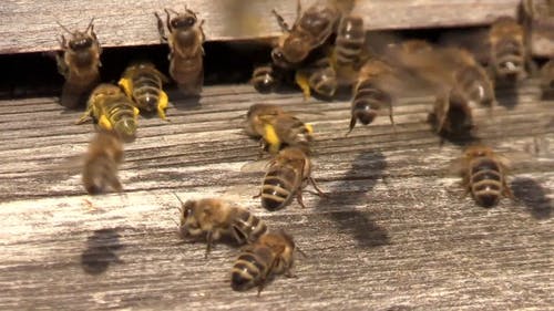 飞蜜蜂视频 · 免费素材视频