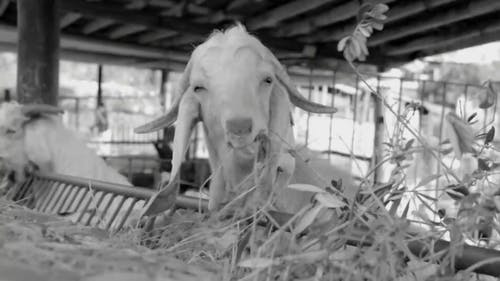 山羊吃草的黑白视频 · 免费素材视频