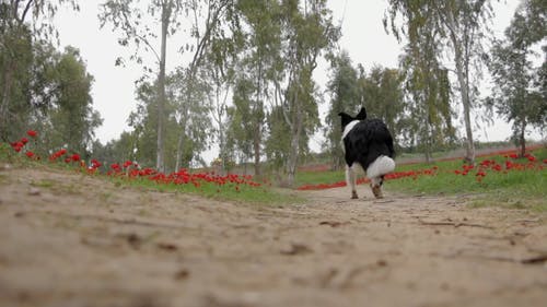 与狗在公园散步 · 免费素材视频