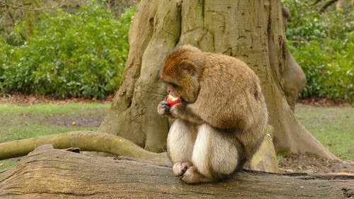 猴子吃一个苹果 · 免费素材视频
