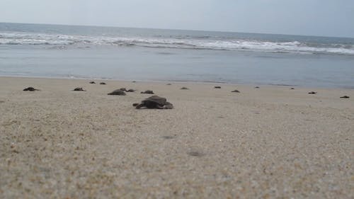 小海龟在岸上 · 免费素材视频