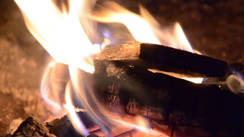 燃烧的树林 · 免费素材视频