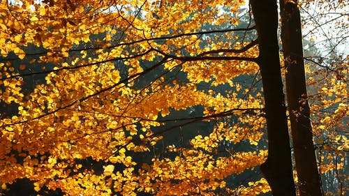 树叶在刮风的日子 · 免费素材视频