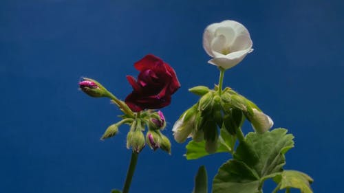 花开 · 免费素材视频