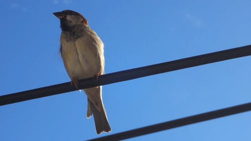 鸟整理 · 免费素材视频