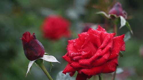 盛开的红玫瑰 · 免费素材视频