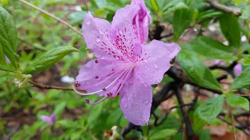 关闭了杜鹃花花的视频 · 免费素材视频