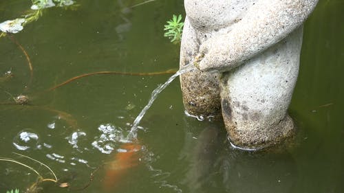 锦鲤池塘 · 免费素材视频