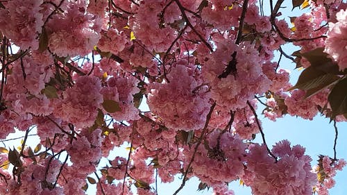 开花的树 · 免费素材视频