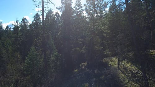 高大的绿树 · 免费素材视频