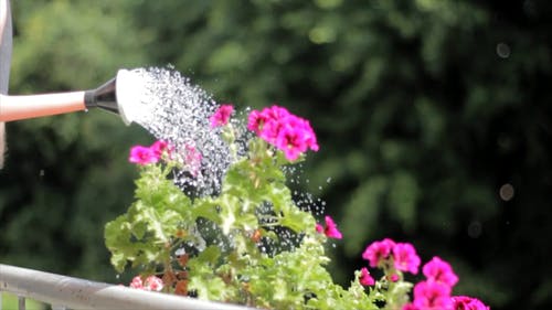 浇水植物 · 免费素材视频