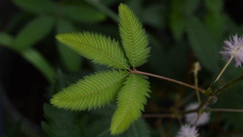 害羞植物的录像 · 免费素材视频