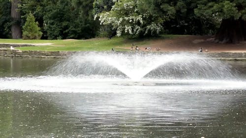 池塘喷泉 · 免费素材视频