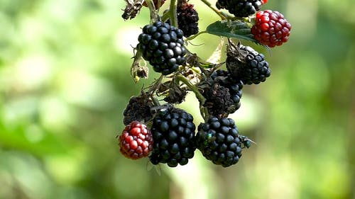 成熟的黑莓与苍蝇 · 免费素材视频