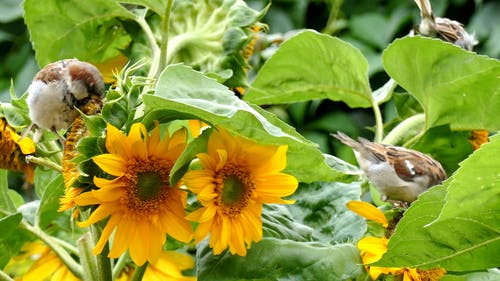 鸟儿栖息在花上 · 免费素材视频