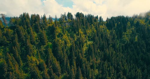 无人机拍摄的森林 · 免费素材视频
