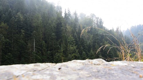 树木和雪 · 免费素材视频