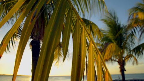 日落时棕榈树 · 免费素材视频