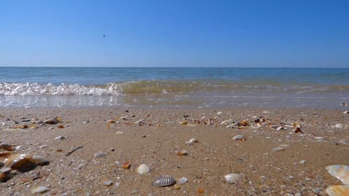海边的贝壳 · 免费素材视频
