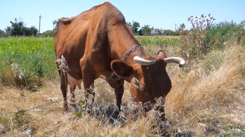 放牧牛 · 免费素材视频