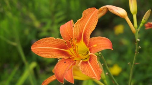 花的特写 · 免费素材视频