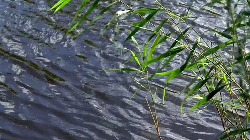 流动的水和绿叶 · 免费素材视频