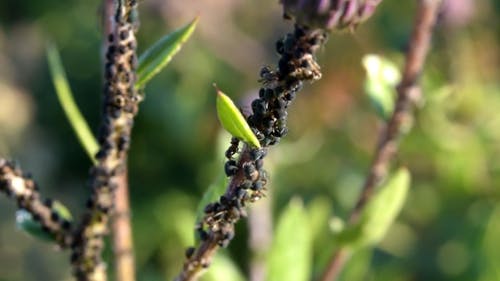 爬行在植物上的蚂蚁 · 免费素材视频