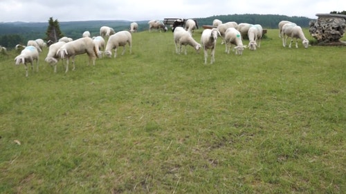 羊在农场 · 免费素材视频