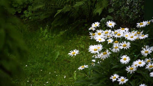 美丽的白花 · 免费素材视频