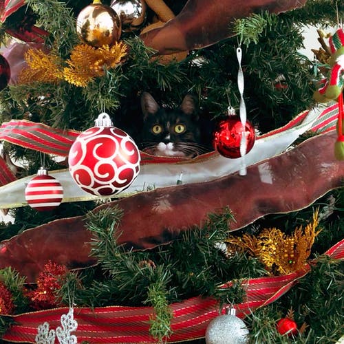 有关動物, 耶誔球飾品, 聖誕樹的免费素材视频