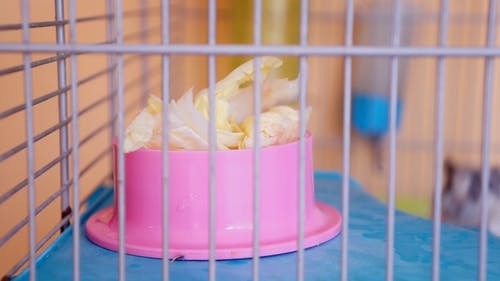 笼子里的黑色和白色可爱小沙鼠 · 免费素材视频