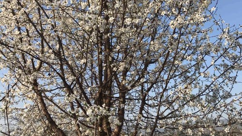 白樱花树 · 免费素材视频