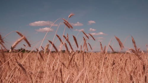 耕地 · 免费素材视频