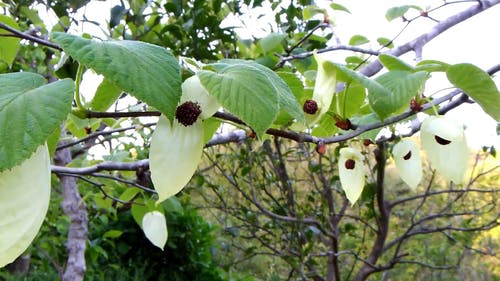 树枝 · 免费素材视频