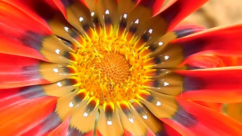 七彩花朵与蚂蚁 · 免费素材视频