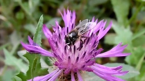 蜜蜂在紫色的小花 · 免费素材视频