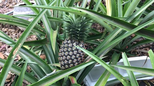 菠萝厂 · 免费素材视频