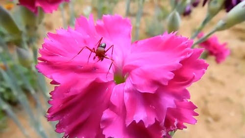 粉红色的花与蚂蚁 · 免费素材视频