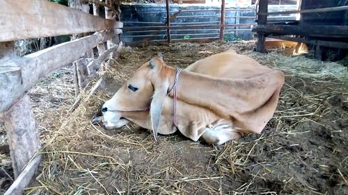 牛在农场 · 免费素材视频