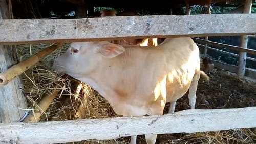 牛和小牛喂养 · 免费素材视频