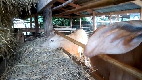 牛吃干草 · 免费素材视频