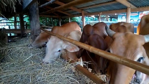 牛在谷仓里饲喂干草 · 免费素材视频