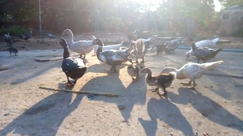 鸭子寻找食物 · 免费素材视频