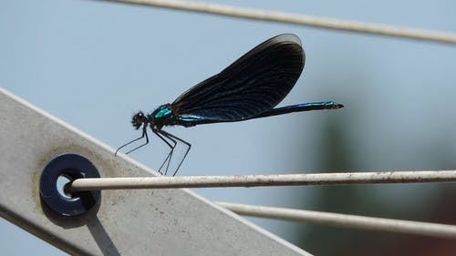 蓝龙飞宏视频 · 免费素材视频