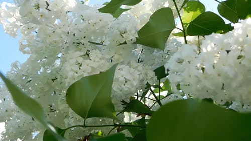 开花的树 · 免费素材视频