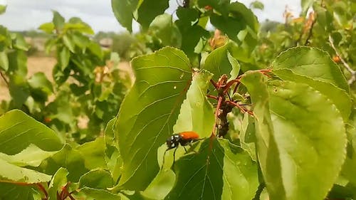 一片叶子上的甲虫 · 免费素材视频