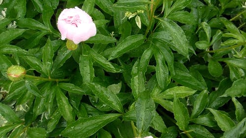 雨中花的视频 · 免费素材视频