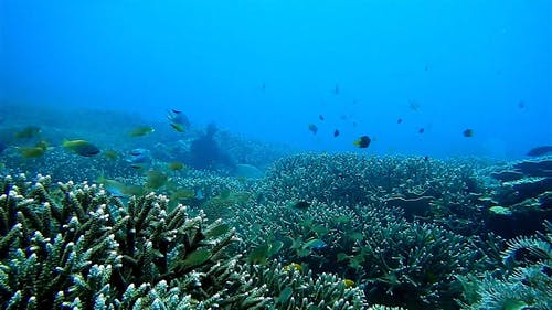 水下生物观 · 免费素材视频